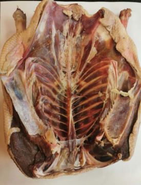 ARDAHAN KÖY KAZI 2750 GR - 3000 GR